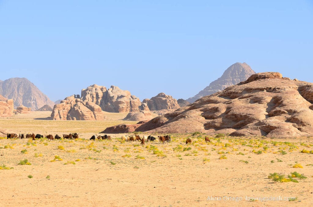 wadi rum en primavera