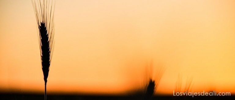 Campos de Castilla 17 Campos de Castilla