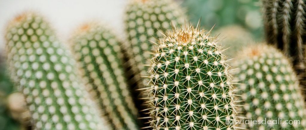 Jardín Botánico Madrid