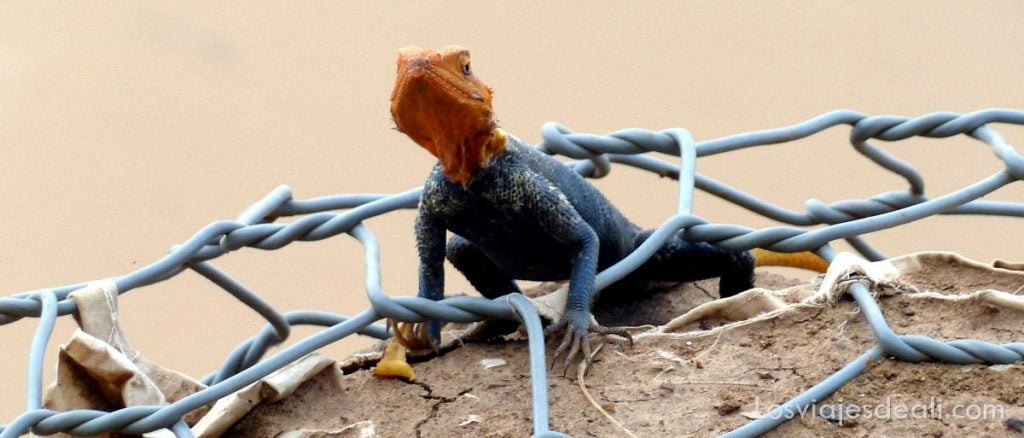 El extremo norte de Camerún empieza por Kousseri 2 kousseri camerun