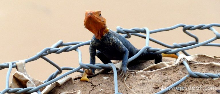 El extremo norte de Camerún empieza por Kousseri 24 kousseri camerun