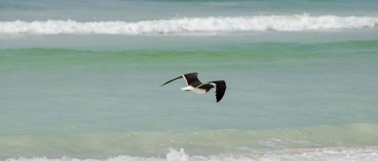 Qué ver cerca de Salalah, la Tierra del Incienso y paraíso remoto de Omán 10 visitas cerca Salalah