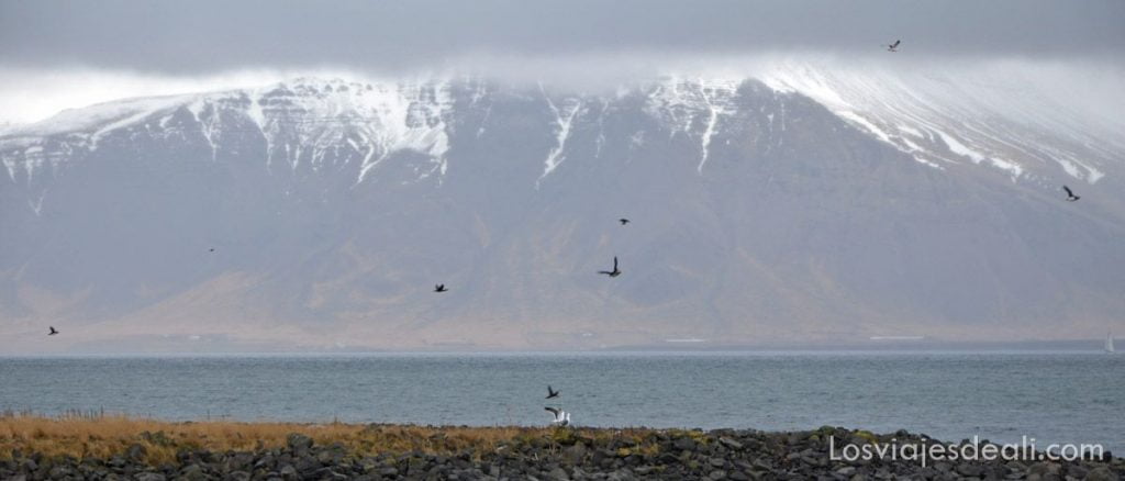 Del hielo al mar: excursión buscando ballenas en Islandia 5 islandia excursión ballenas