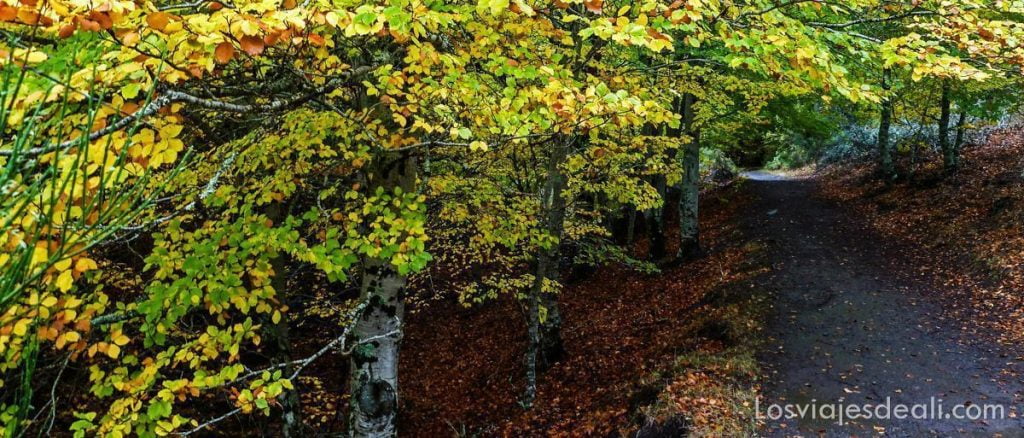 hayedo de tejera negra