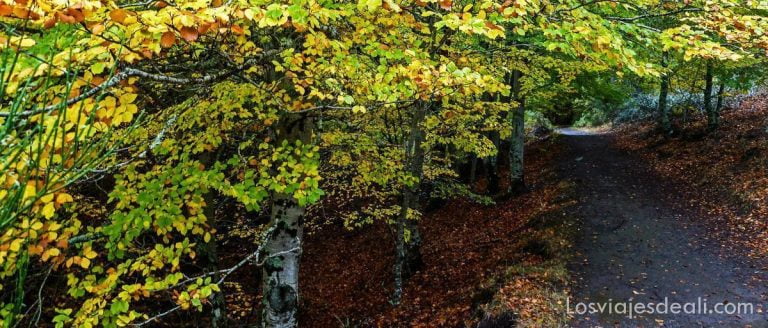 hayedo de tejera negra