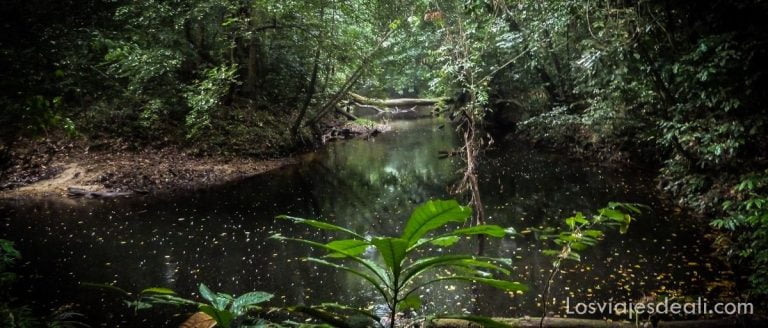 Selva de Camerún: Caminando por el silencio 11 selva camerun