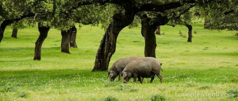 Gastronomía de Extremadura: de la Dehesa al plato 6 gastronomía extremeña