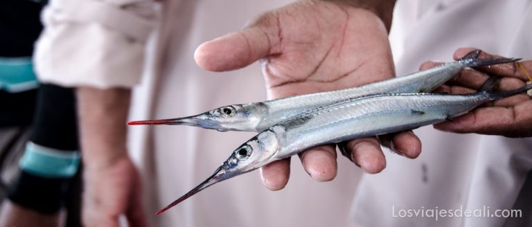 Un mercado de pescado en Omán: Barka 4 mercado de pescado en Omán