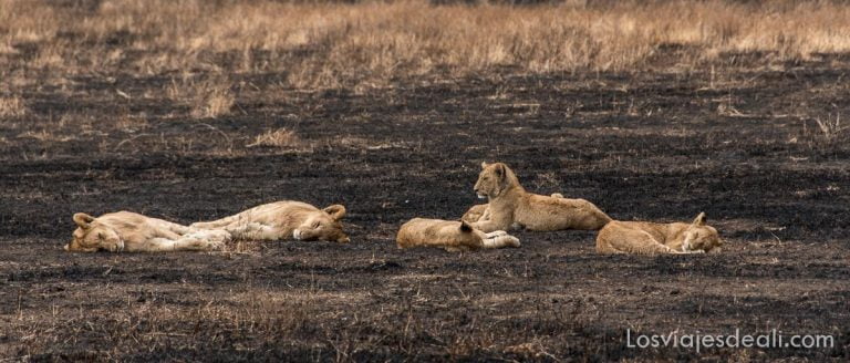 El cráter de Ngorongoro, un lugar único en la Tierra 7 leonas en el cráter de Ngorongoro