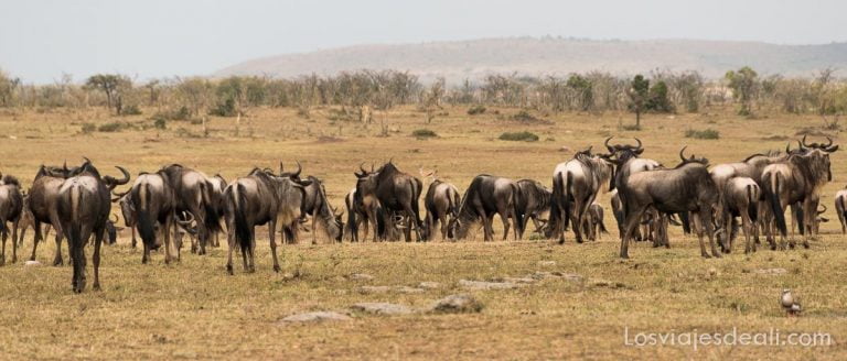 dos días en masai mara