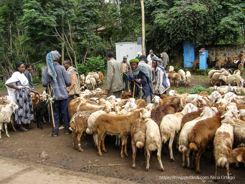 Gondar, castillos medievales en Africa 51 hombres con rebaño de ovejas de camino a gondar