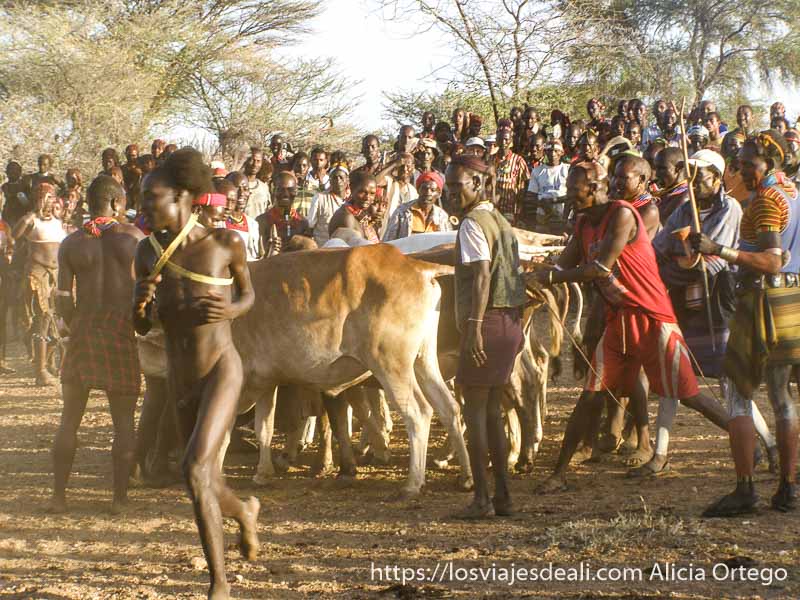 "jumping bull" de la tribu Hamer, una experiencia inolvidable 86 chico corriendo para segundo salto de vacas en jumping bull tribu hamer