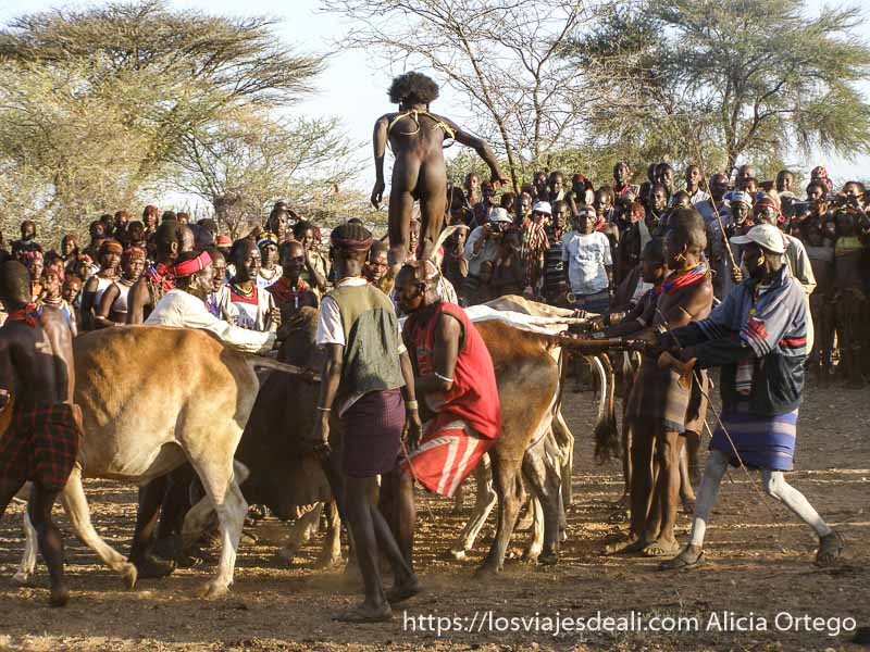"jumping bull" de la tribu Hamer, una experiencia inolvidable 85 hamer saltando sobre fila de vacas que sujetan los demás tribu hamer