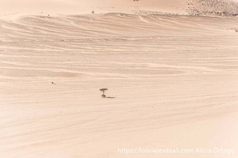 Paisajes del Sahara: el Tadrart en el Parque Nacional del Tassili N'Ajjer 86 Caminar por el desierto suena a aburrido, a calor, a fatiga. Quizá pienses en el agobio ante tanto horizonte abierto. Suena a actividad solitaria y un tanto épica. Pero déjame que te diga que no es así si hablamos de los paisajes del Sahara en el sur de Argelia. Por supuesto yendo como turista y en compañía de los tuareg, que no es cosa de perderse por ahí :) paisajes del Sahara