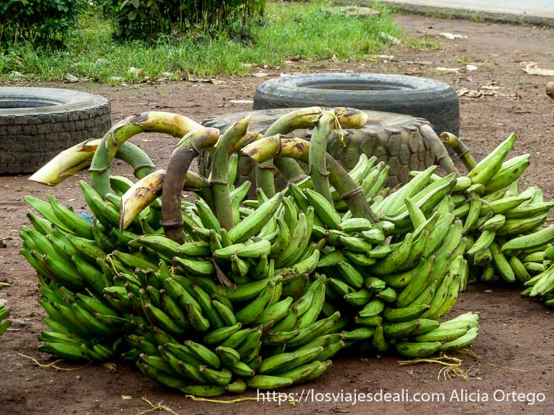 País Bamileké, Camerún 11 plátanos en su rama país bamileké