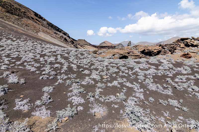 ladera volcánica con planta de color gris tipo musgo seco