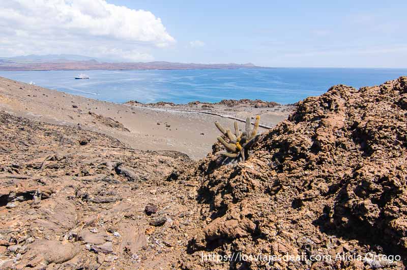 paisaje volcánico con el mar al fondo y un cactus de color verde y amarillo que se abre en racimo entre las rocas