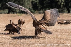 buitre aterrizando en el suelo con sus grandes alas abiertas fotografiando buitres