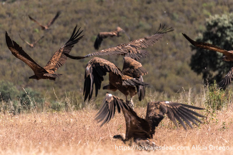 Fotografiar buitres en Extremadura: cómo y dónde 61 fotografiando buitres levantando vuelo en el campo