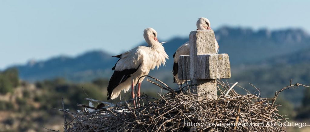 Ideas para una escapada a Cáceres: Parque Natural del Tajo Internacional 6 dos cigüeñas en su nido junto a una cruz de piedra de la iglesia de valencia de alcántara escapada a cáceres