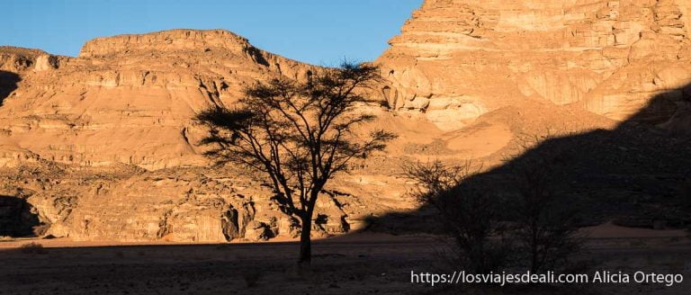 Fauna y flora del desierto del Sahara sorprendente 3 acacia a contraluz fauna y flora del desierto del sahara