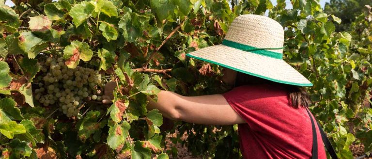 mujer vendimiando con gorro de paja grande y camiseta roja experiencia en la vendimia