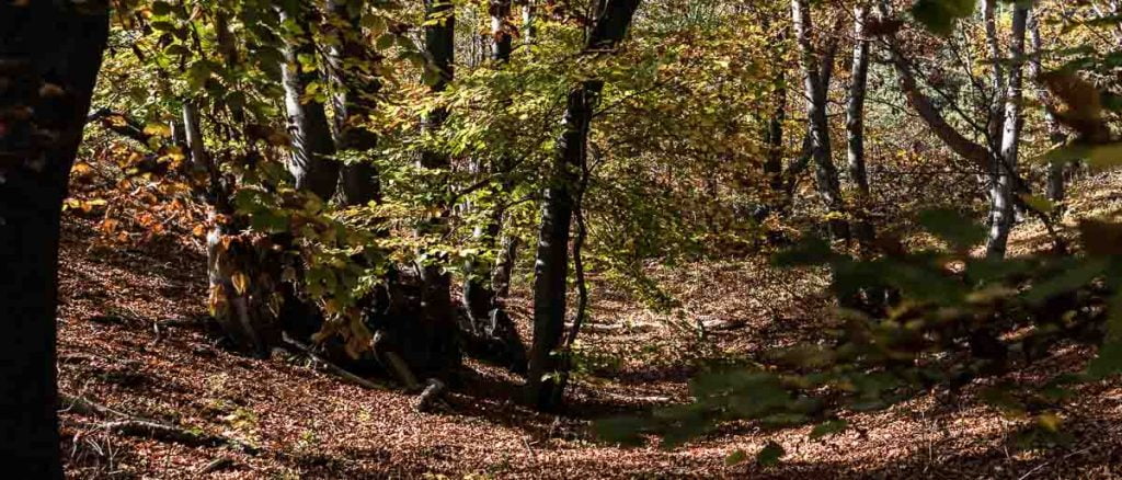 hayedo en el monte karandila