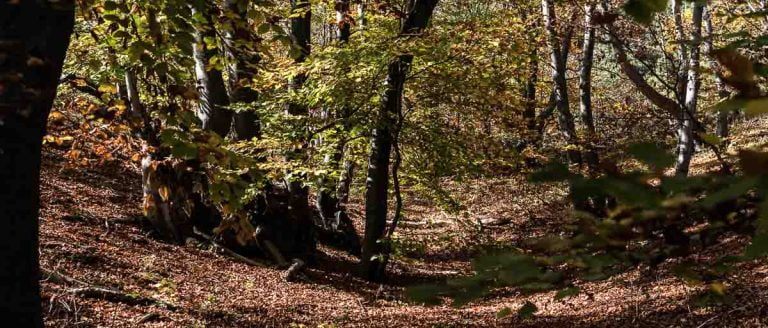 hayedo en el monte karandila
