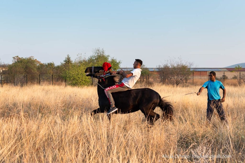doma de caballos de los gitanos de bulgaria