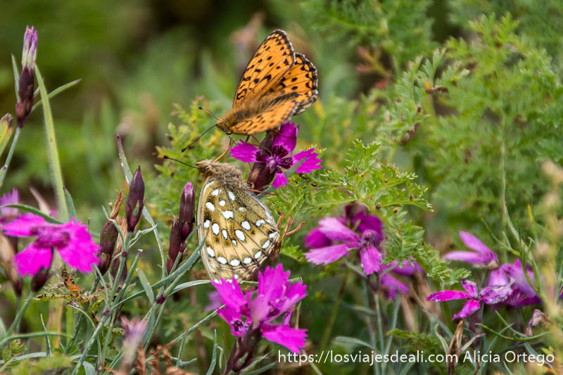 Qué ver en el Lago Khovsgol en 2 días, la increíble Mongolia 57 dos mariposas de color naranja y beige libando en flores rosas
