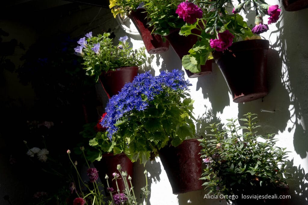 macetas con flores en un patio de córdoba