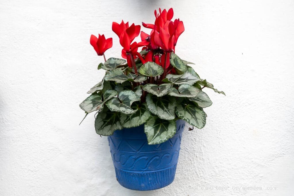 flores rojas en maceta azul