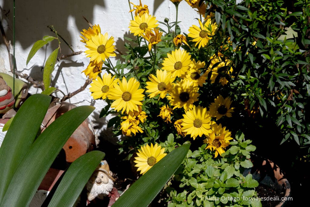 margaritas amarillas en un patio de córdoba