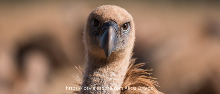 Fotografiar buitres en Extremadura: cómo y dónde 4 buitre mirando de frente a la cámara en extremadura