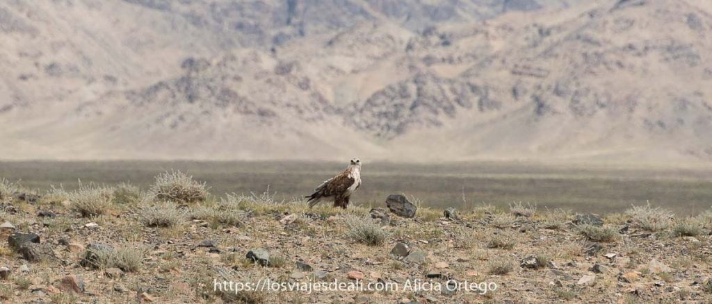 águila mirando a la cámara posada en suelo semidesértico con gran montaña detrás de color arena fauna de mongolia
