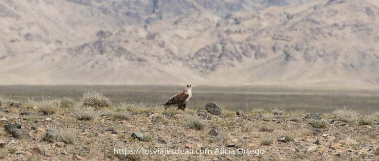 Fauna de Mongolia: sorpresas en las estepas 2 águila mirando a la cámara posada en suelo semidesértico con gran montaña detrás de color arena fauna de mongolia