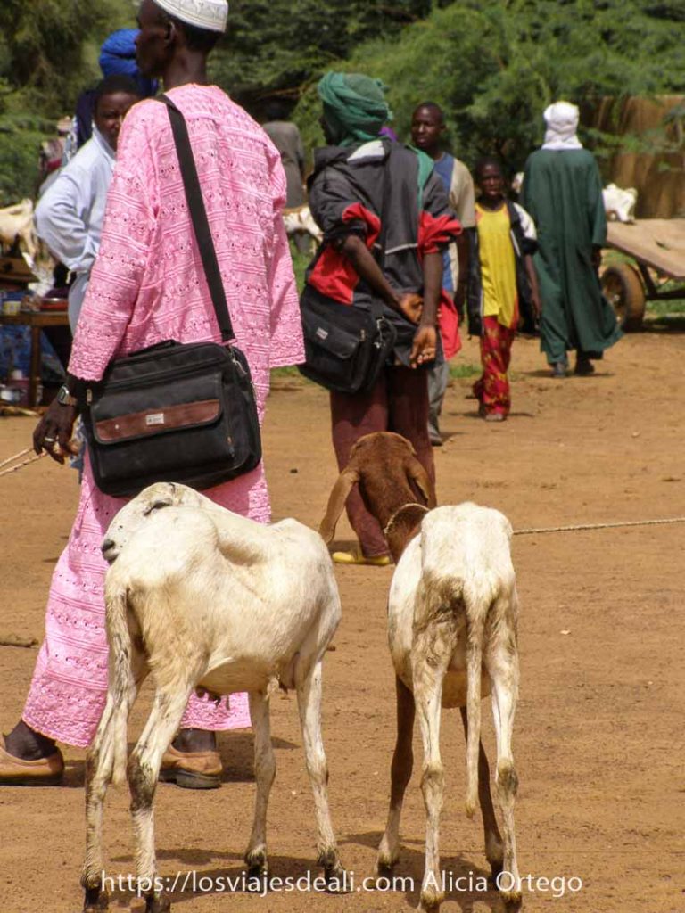 Mi primer mercado africano en el Sahel de Burkina Faso: Gorom Gorom 65 dos cabritas delgadas de espalda y detrás hombres con turbantes en el mercado africano de gorom gorom