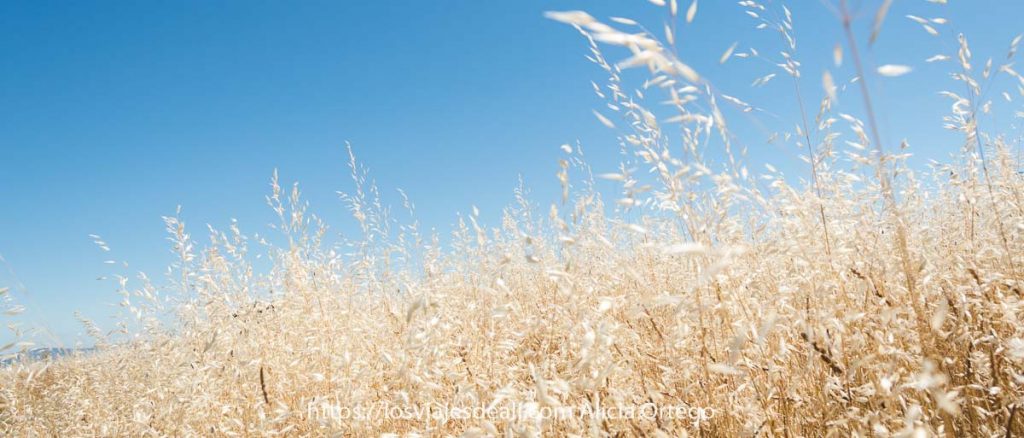 Fotos del verano de 2020: el año de los regresos y las primeras veces 6 horizonte de avena loca de color amarillo muy claro sobre cielo muy azul fotos del verano