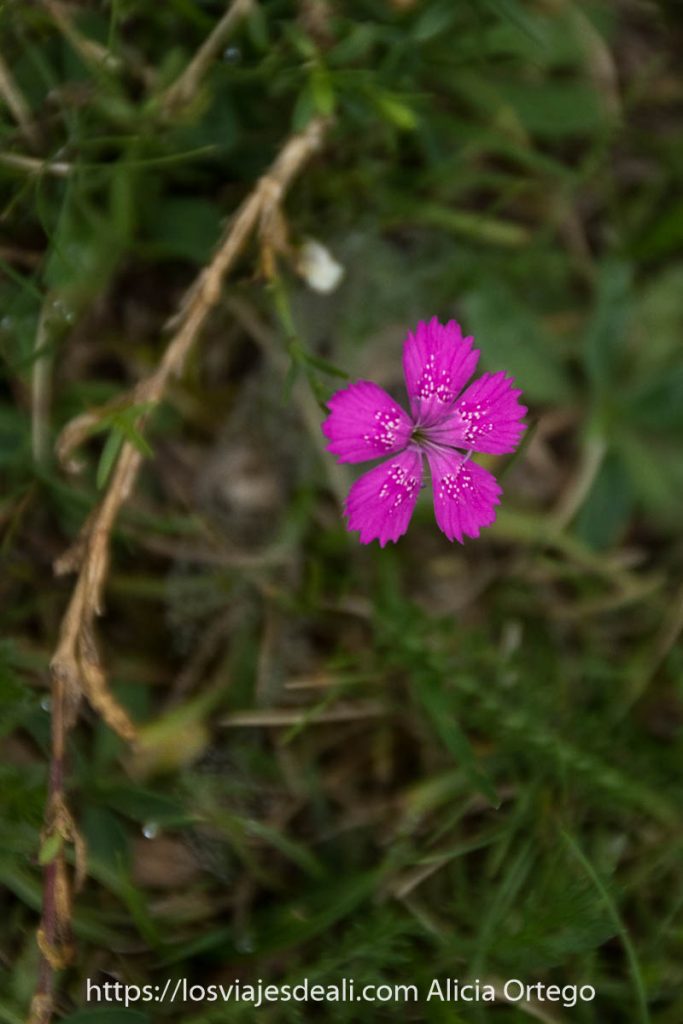 Valle de Bujaruelo, un placer para los sentidos en el Pirineo aragonés 63 flor de color rosa fucsia de 5 pétalos y con pequeñas motas blancas en el Valle de Bujaruelo
