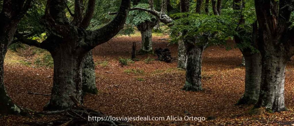 grandes hayas con hojas verdes y suelo de hojas secas rojas en el fin de semana en sarría