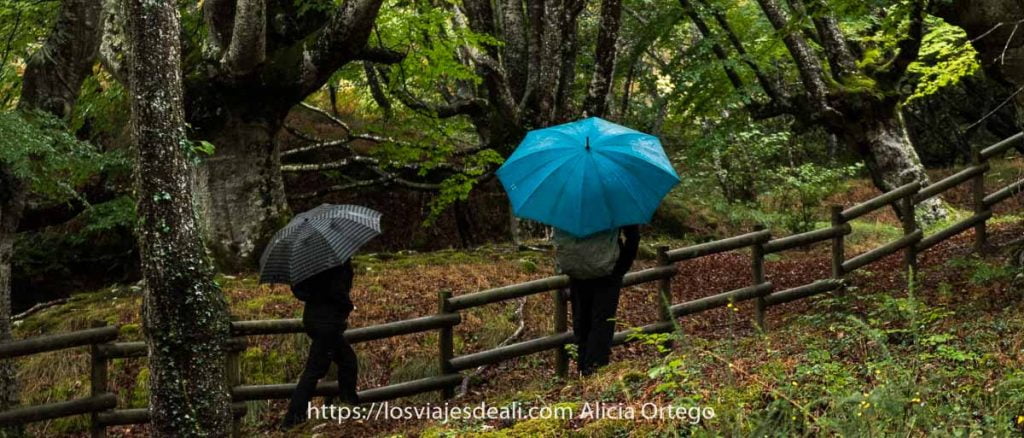dos personas con paraguas abiertos caminan entre hayas en el parque natural de gorbeia