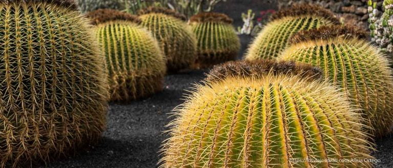cactus "asiento de la suegra" del Jardín de cactus de Lanzarote