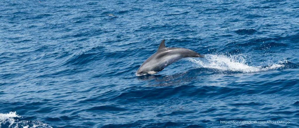 Avistamiento de Delfines en La Palma: Excursión, Precios y la Razón por la que Saltan 16 por qué salta los delfines
