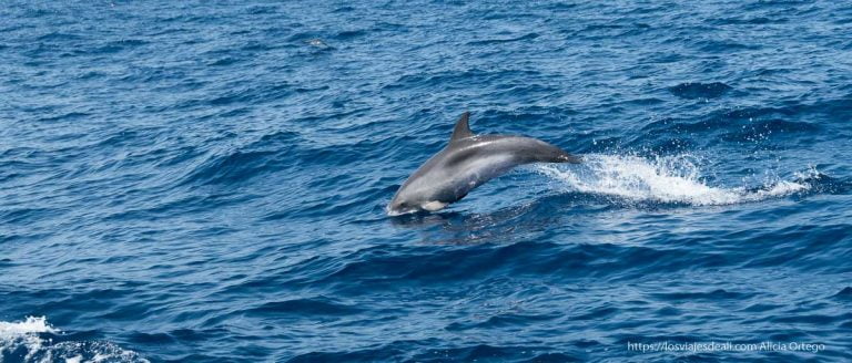 Avistamiento de Delfines en La Palma: Excursión, Precios y la Razón por la que Saltan 15 por qué salta los delfines