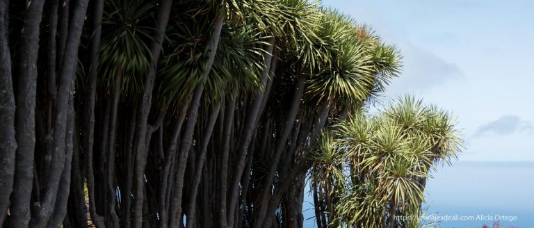 El Valle de los Dragos en La Palma: Ruta fácil y mágica desde Las Tricias 8 valle de los dragos