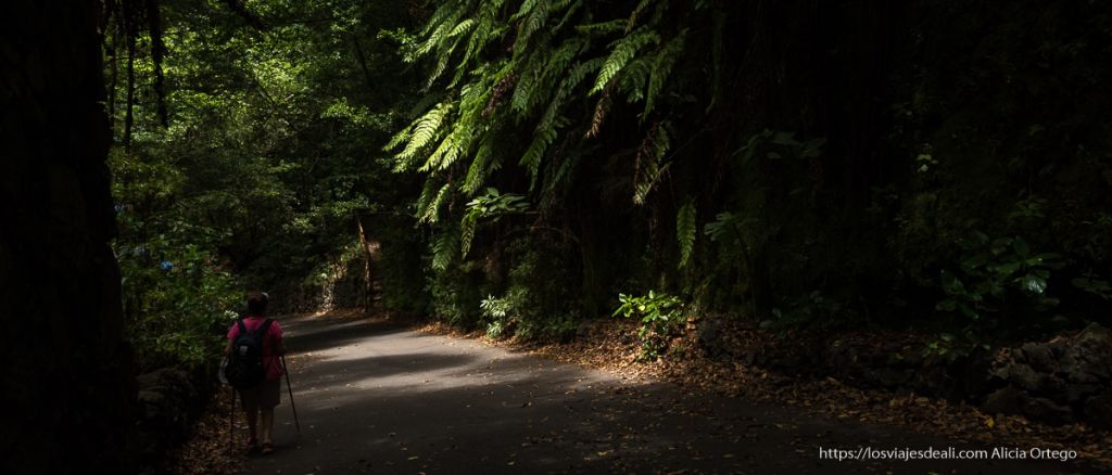 Bosque de Los Tilos (La Palma): Ruta fácil a la Cascada, Laurisilva y Consejos 8 bosque de los tilos