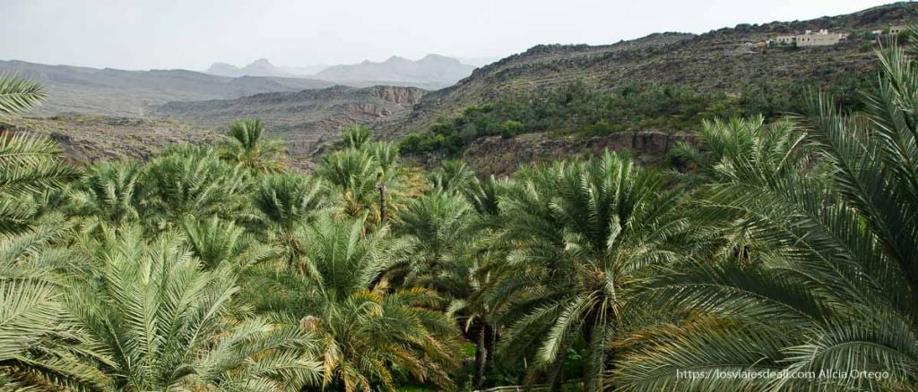 7 libros de viaje maravillosos para soñar y disfrutar 16 libros de viaje maravillosos paisaje de omán con palmeras y montañas