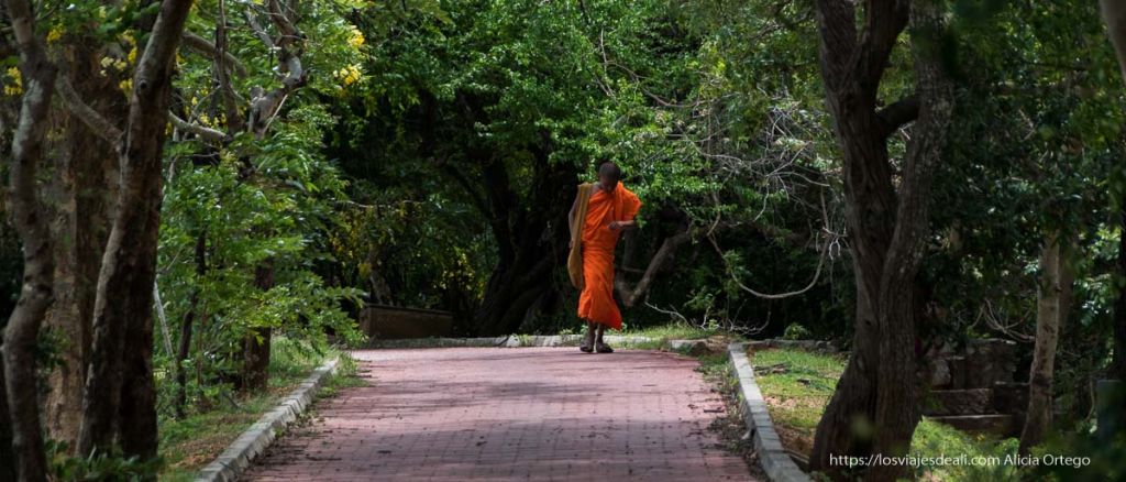 Sensaciones de un viaje a Sri Lanka: un país que se te cuela en el alma 1 viaje a sri lanka: monje joven vestido de naranja caminando entre árboles verdes