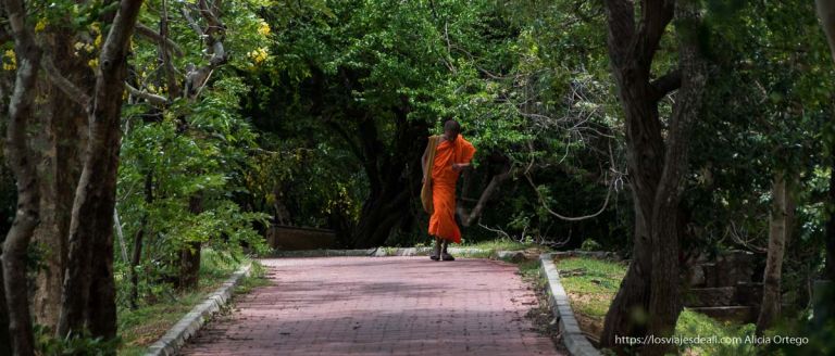 viaje a sri lanka: monje joven vestido de naranja caminando entre árboles verdes