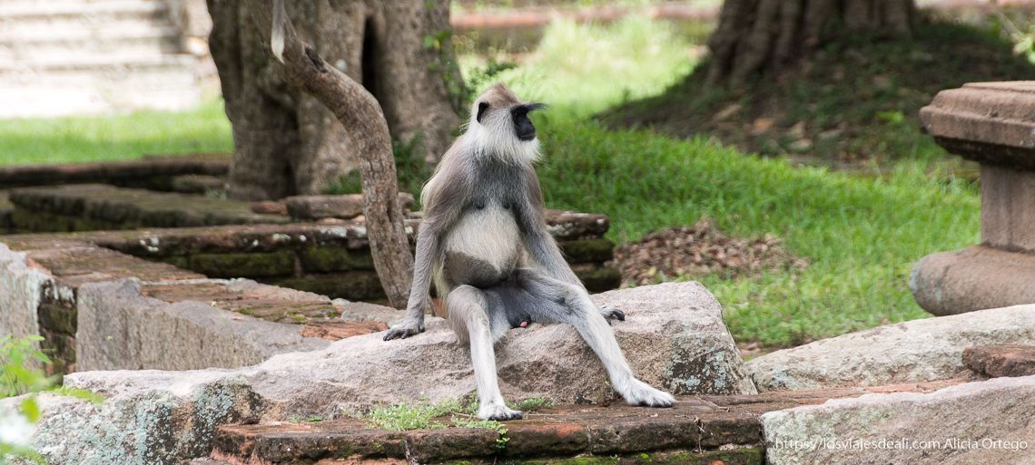 mono sentado como si fuera una persona curiosidades de sri lanka